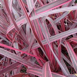 Cordyline 'Electric Pink' Cordyline 'Electric Pink'