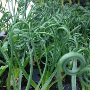 Albuca spiralis 'Frizzle Sizzle' Albuca spiralis 'Frizzle Sizzle'