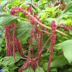 Amaranthus caudatus 'Red Tails' Amaranthus caudatus 'Red Tails'