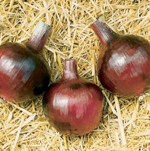 Onion 'Red Wing'