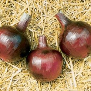 Onion Red Wing