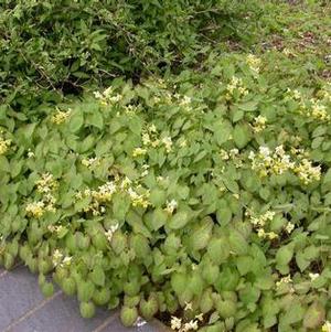 Epimedium x versicolor 'Sulphureum' Epimedium x versicolor 'Sulphureum'