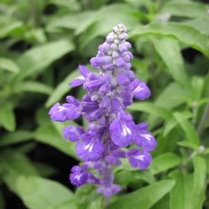 Salvia 'Velocity Blue' Salvia 'Velocity Blue'