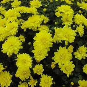 Mum Belgian Espero Yellow