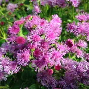 Ageratum 'Mariposa™ Violet Wine' Ageratum 'Mariposa™ Violet Wine'
