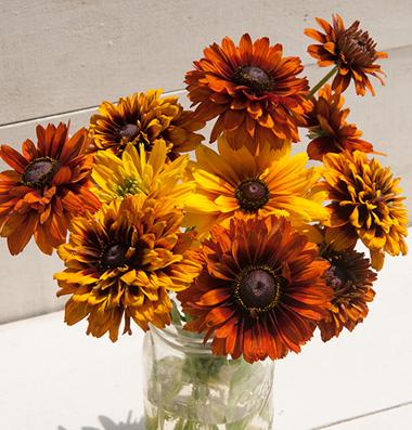 Rudbeckia 'Cherokee Sunset' Rudbeckia 'Cherokee Sunset'