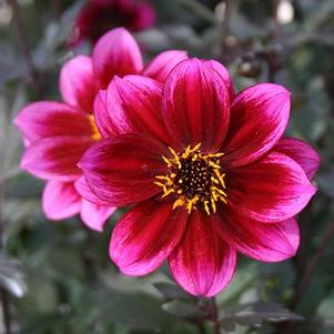Dahlia 'Dreamy™ Nights' Dahlia 'Dreamy™ Nights'