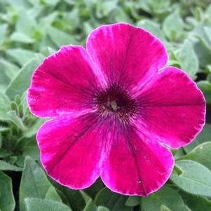 Petunia 'Sweetunia® Suzie Storm' Petunia 'Sweetunia® Suzie Storm'