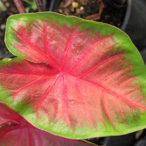 Caladium 'Royal Flush' Caladium 'Royal Flush'