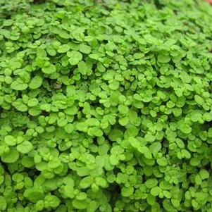 Soleirolea solerolii 'Baby Tears' Soleirolea solerolii 'Baby Tears'