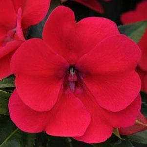 Impatiens 'Bounce™ Cherry' Impatiens 'Bounce™ Cherry'