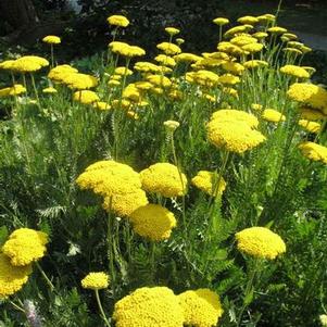 Achillea 'Little Moonshine' Achillea 'Little Moonshine'
