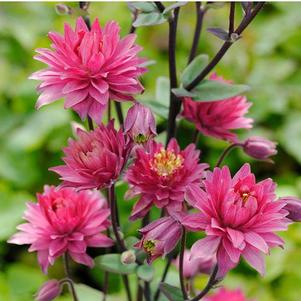 Aquilegia vulgaris 'Clementine Red®' Aquilegia vulgaris 'Clementine Red®'
