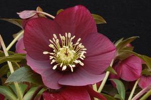 Helleborus 'Winter Jewels Ruby Wine' Helleborus 'Winter Jewels Ruby Wine'