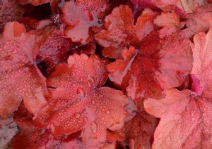Heuchera villosa 'Fire Alarm' Heuchera villosa 'Fire Alarm'