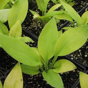 Hosta 'City Lights' Hosta 'City Lights'
