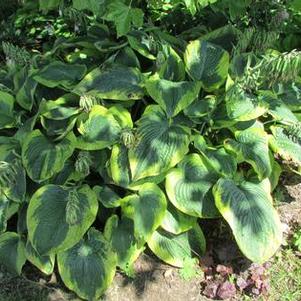 Hosta 'Frances Williams' Hosta 'Frances Williams'