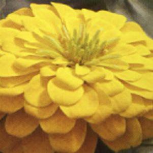 Zinnia 'Magellan Yellow' Zinnia 'Magellan Yellow'