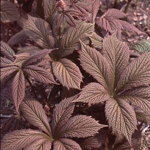 Rodgersia 'Chocolate Wings' Rodgersia 'Chocolate Wings'