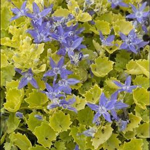 Campanula 'Dickinson's Gold' Campanula 'Dickinson's Gold'