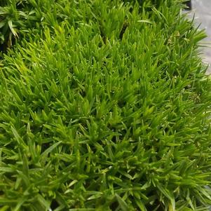 Arenaria 'Wallowa Mountains' Arenaria 'Wallowa Mountains'