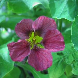 Nasturtium 'Purple Emperor' Nasturtium 'Purple Emperor'