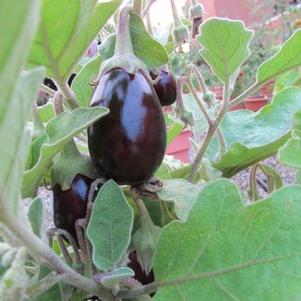 Eggplant 'Pot Black'