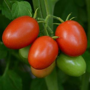 Tomato Little Napoli