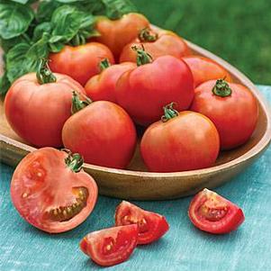 Tomato 'Summer Girl' Tomato 'Summer Girl'
