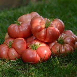Tomato Heirloom Marriage Big Brandy