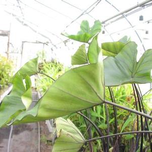 Colocasia 'Tea Cups' Colocasia 'Tea Cups'