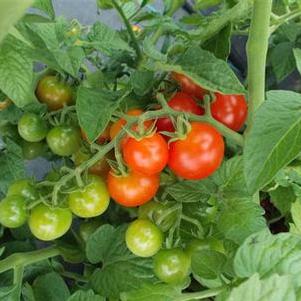 Tomato 'Tidy Treats' Tomato 'Tidy Treats'