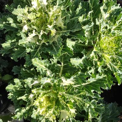 Flowering Kale 'Coral Prince'