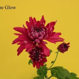 Mum 'Grape Glow' Mum 'Grape Glow'
