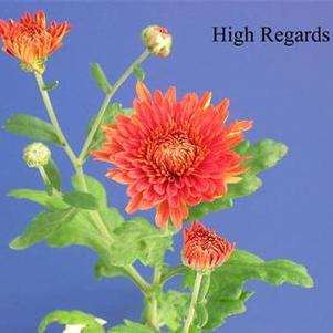 Mum 'High Regards' Mum 'High Regards'