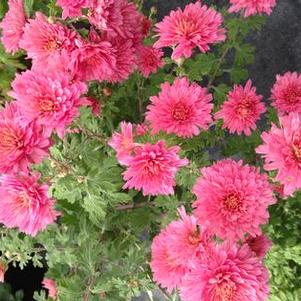 Mum 'Minnpink' Mum 'Minnpink'