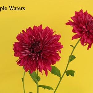 Mum 'Purple Waters' Mum 'Purple Waters'