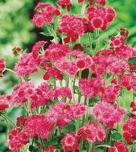 Ageratum 'Red Flint' Ageratum 'Red Flint'