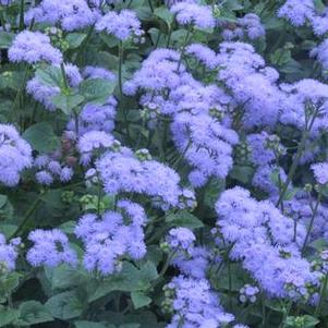 Ageratum Mariposa Blue