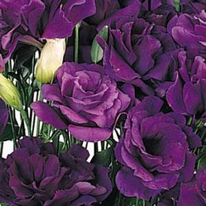 Lisianthus 'ABC 2 Purple' Lisianthus 'ABC 2 Purple'
