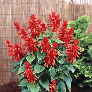 Salvia splendens 'Lighthouse Red' Salvia splendens 'Lighthouse Red'
