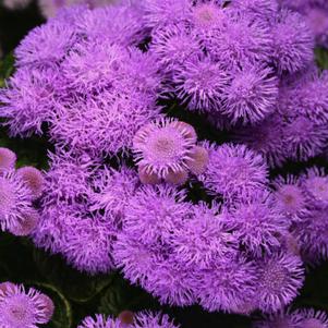 Ageratum Bumble™ Blue