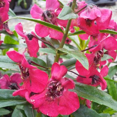 Angelonia 'Archangel™ Cherry Red' Angelonia 'Archangel™ Cherry Red'