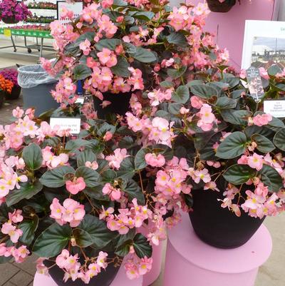 Begonia 'Megawatt Rose Bronze Leaf' Begonia 'Megawatt Rose Bronze Leaf'
