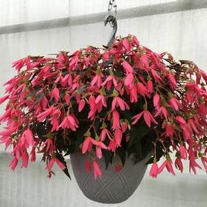 Begonia boliviensis 'Mistral® Pink' Begonia boliviensis 'Mistral® Pink'