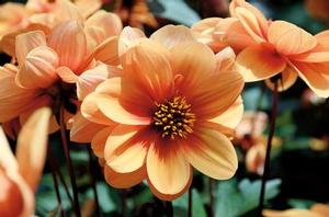 Dahlia 'Dreamy™ Eyes' Dahlia 'Dreamy™ Eyes'