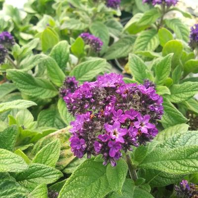 Heliotrope 'Midnight Sky' Heliotrope 'Midnight Sky'
