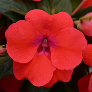 Impatiens 'Bounce™ Bright Coral' Impatiens 'Bounce™ Bright Coral'