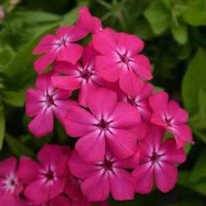 Phlox 'Gisele™ Hot Pink' Phlox 'Gisele™ Hot Pink'