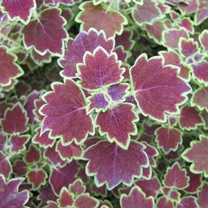 Coleus 'Stained Glassworks™ Monarch' Coleus 'Stained Glassworks™ Monarch'